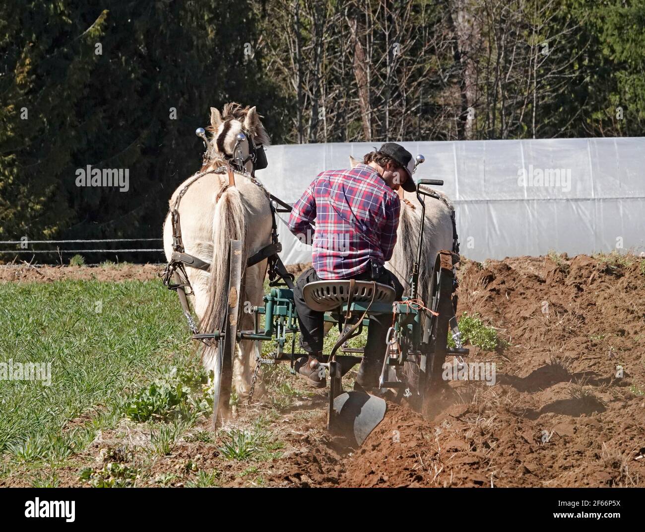 Un agricoltore arava il suo orto con un aratro trainato da cavalli, vicino alla cittadina di Parkdale, Oregon, sulle pendici settentrionali del monte Hood. Foto Stock