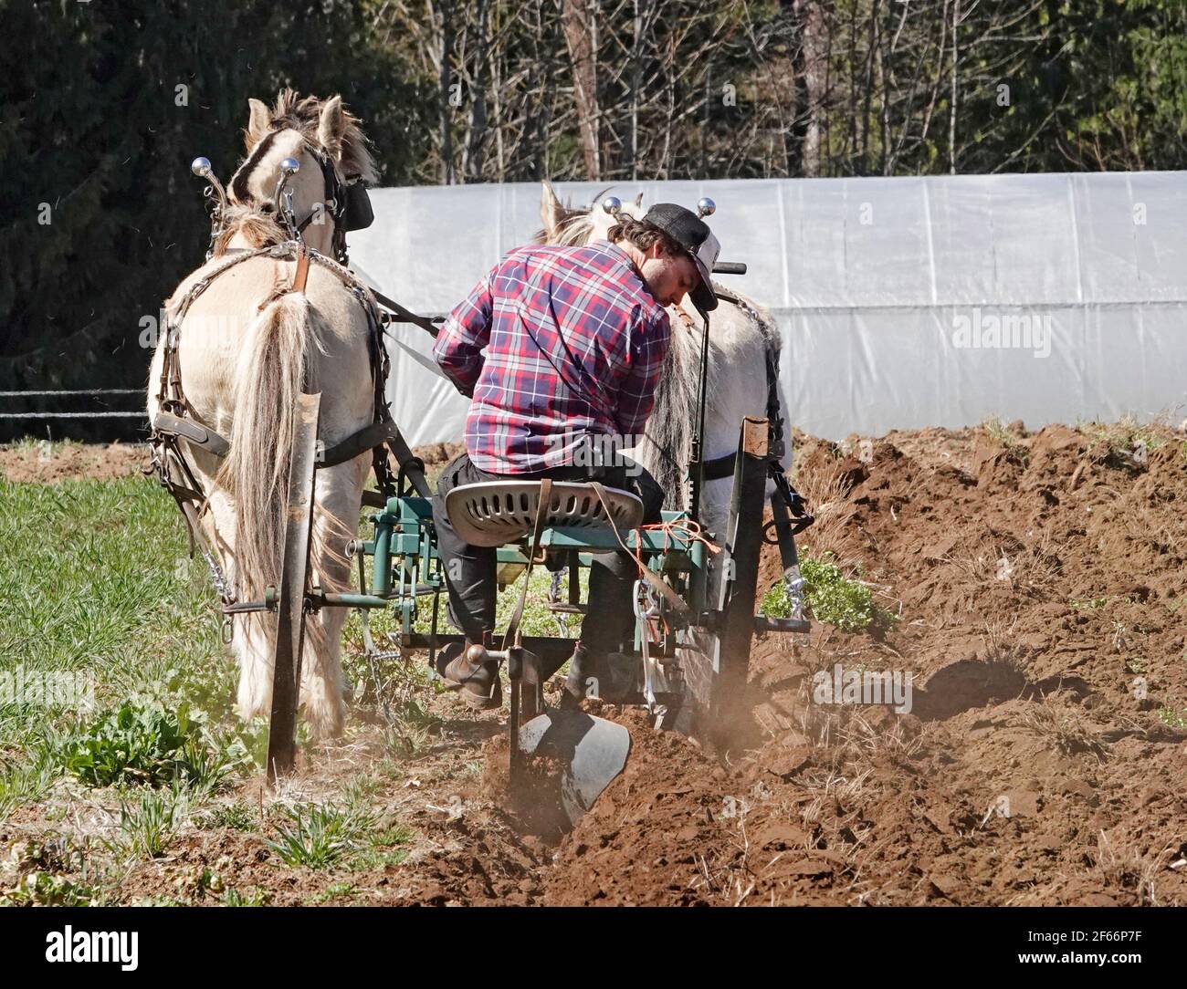 Un agricoltore arava il suo orto con un aratro trainato da cavalli, vicino alla cittadina di Parkdale, Oregon, sulle pendici settentrionali del monte Hood. Foto Stock