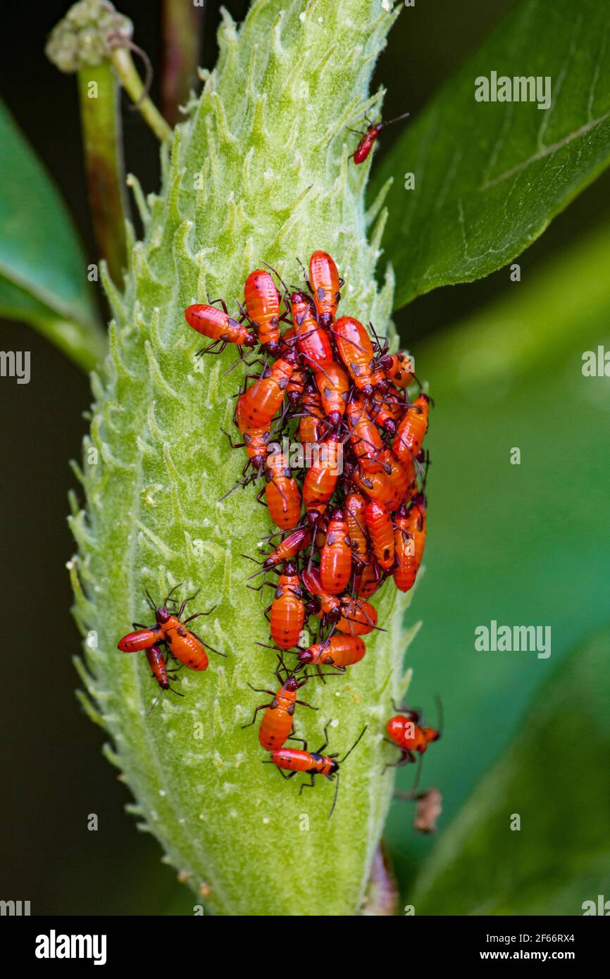Red Milkweed Beetle massin fine estate su un gruppo di semi di Milkweed comune in Pennsylvania Pocono Mountains. Foto Stock