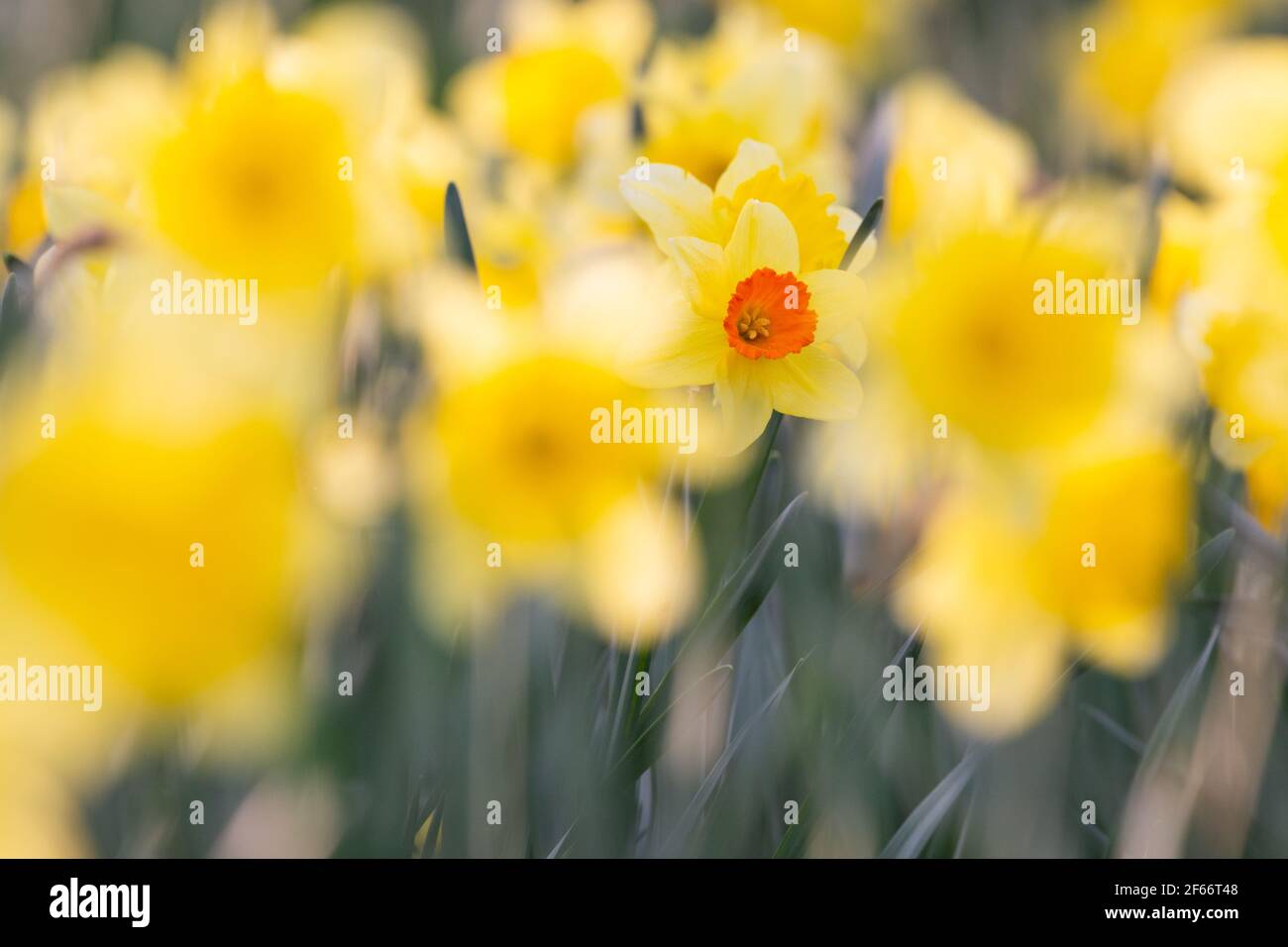 Il narciso (narciso) in un campo di narcisi gialli. Dispari uno fuori, diverso, unico. Foto Stock
