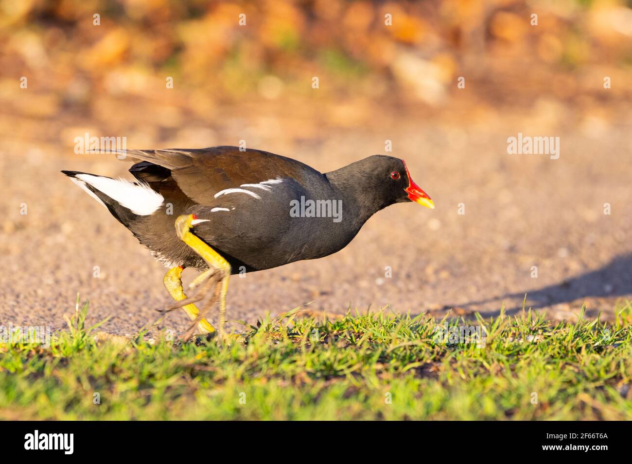 Moorhen (Gallinula Chloropus) sulla terra, muovendosi rapidamente per eludere la presenza umana, Regno Unito Foto Stock