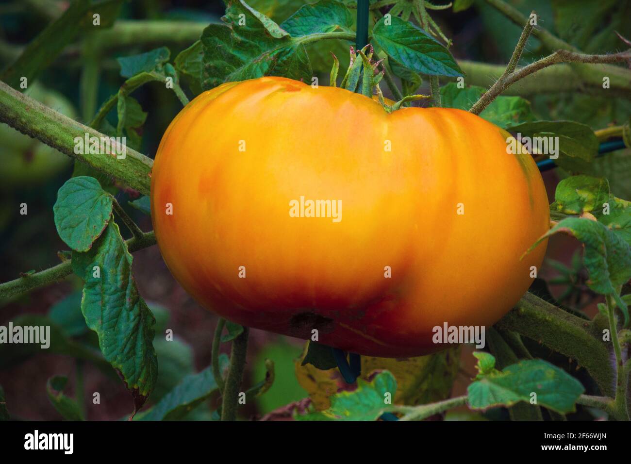 Il pomodoro di foglia di patata di Hillbilly è una varietà del heirloom che  si dice abbia avuto origine in Virginia occidentale, Stati Uniti Foto stock  - Alamy