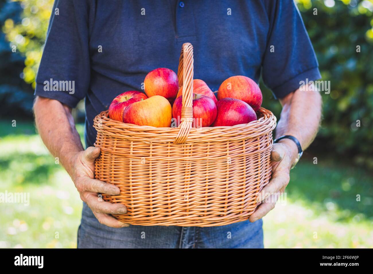 Coltivatore che tiene cesta di vimini con mele rosse mature in giardino. Prodotti locali da fattoria biologica. Frutta fresca raccolta Foto Stock
