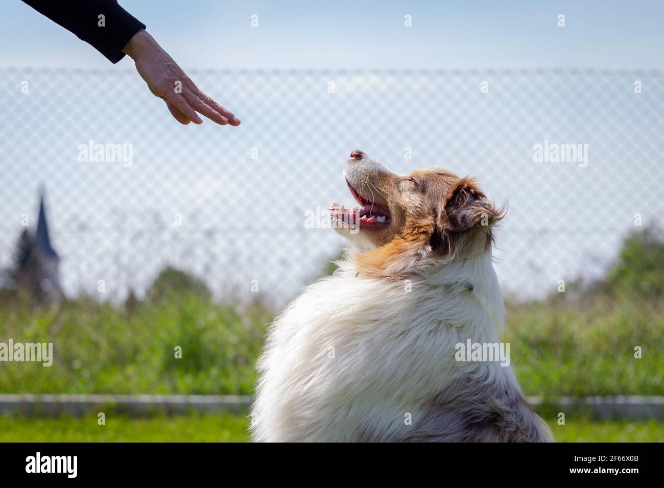 Addestrando Pastore Australiano. Il comando gestuale della donna resta a mano al suo cane. Addestramento obbedienza animale Foto Stock