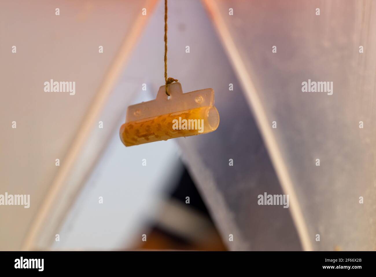 Un foro grande è stato fatto nel mezzo di a. vaso di plastica e piante velenose sono stati appesi all'interno perché il alberi sono stati usati per controllare insetti nocivi Foto Stock