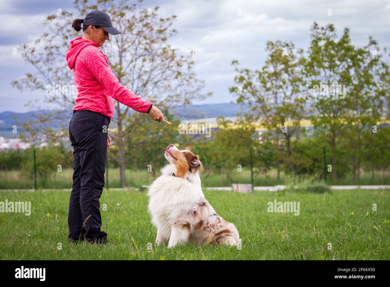 Addestratore animale che dà la ricompensa dello spuntino al cane dopo l'addestramento. Donna e pastore australiano. Proprietario di animali domestici con il suo cane all'aperto Foto Stock