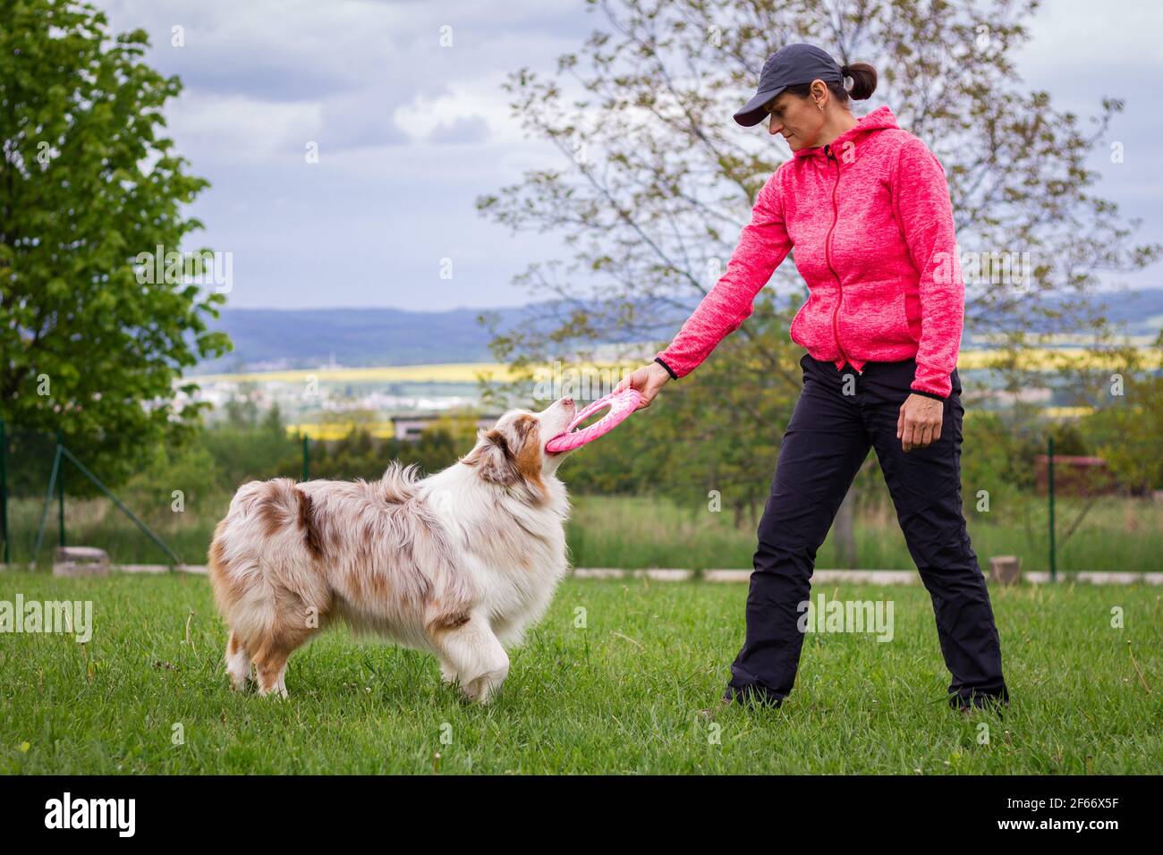 Australian Shepherd gioca con un disco di plastica all'aperto. Donna e il suo cane. PET proprietario addestramento cane purebred Foto Stock