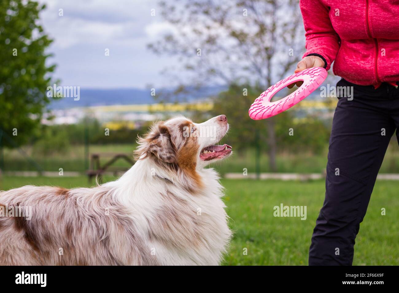 Australian Shepherd gioca con un disco di plastica all'aperto. Cane da addestramento proprietario di animali domestici. Carino cane purebred in giardino Foto Stock