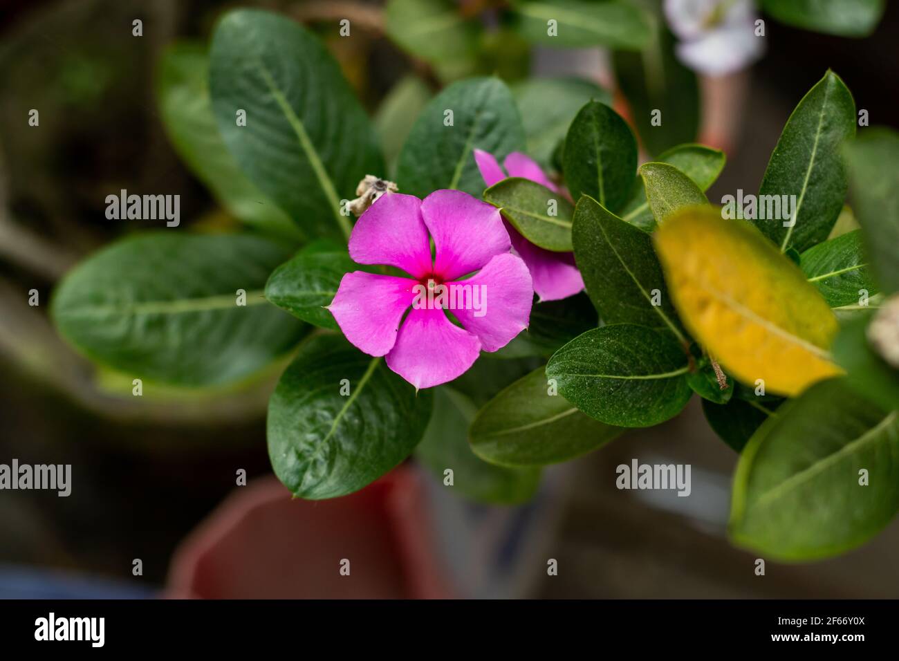 Cape perivinkle fiore o Madagascar Perivinkle pianta e anche Cape perivinkle è un attraente, arbusto sempreverde, recante aggraziata rosa o salve bianco Foto Stock