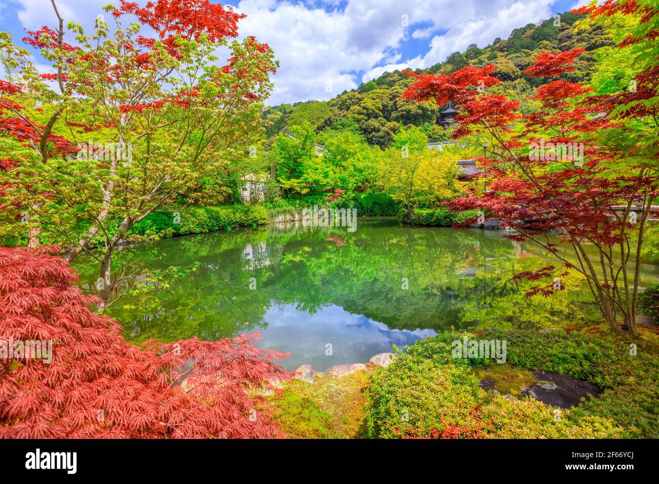 Alberi di acero Zenrin-ji Foto Stock