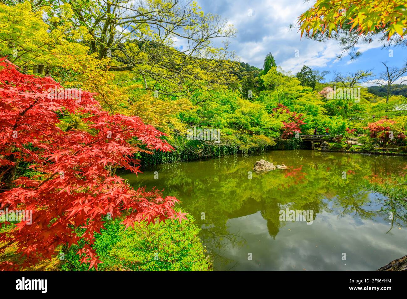 Alberi d'acero di Kyoto Zenrin-ji Foto Stock