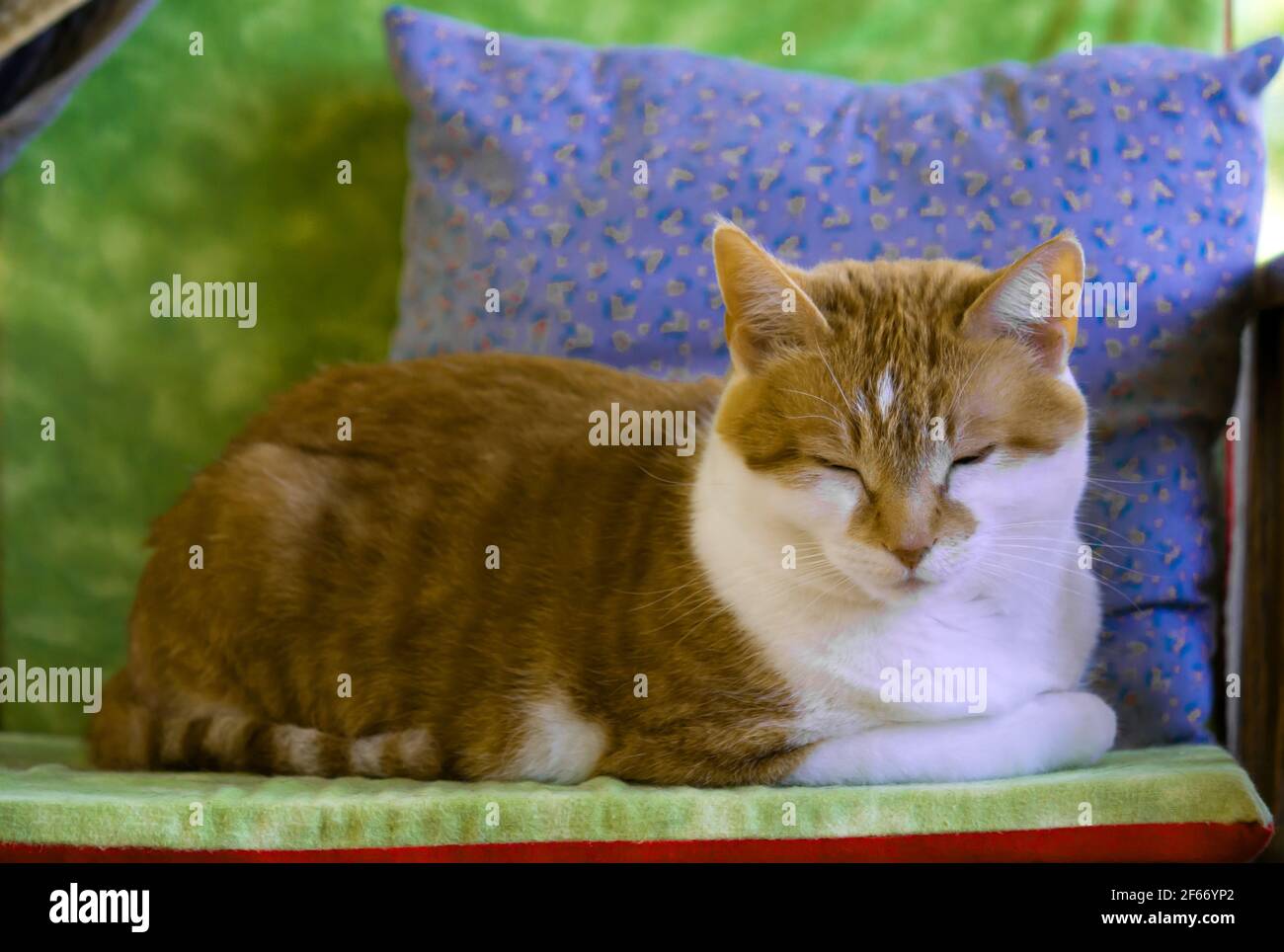 Gatto zenzero domestico che dormono nel caldo pomeriggio di un sommatore. Foto Stock