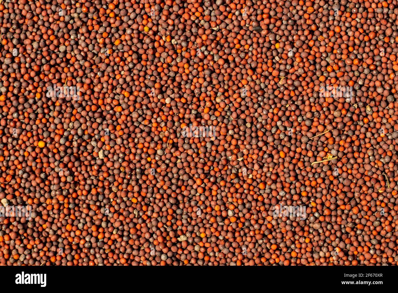 Il seme di senape è un seme versatile e che è commestibile Cibo e olio di semi di senape è migliore di olio di soia Foto Stock