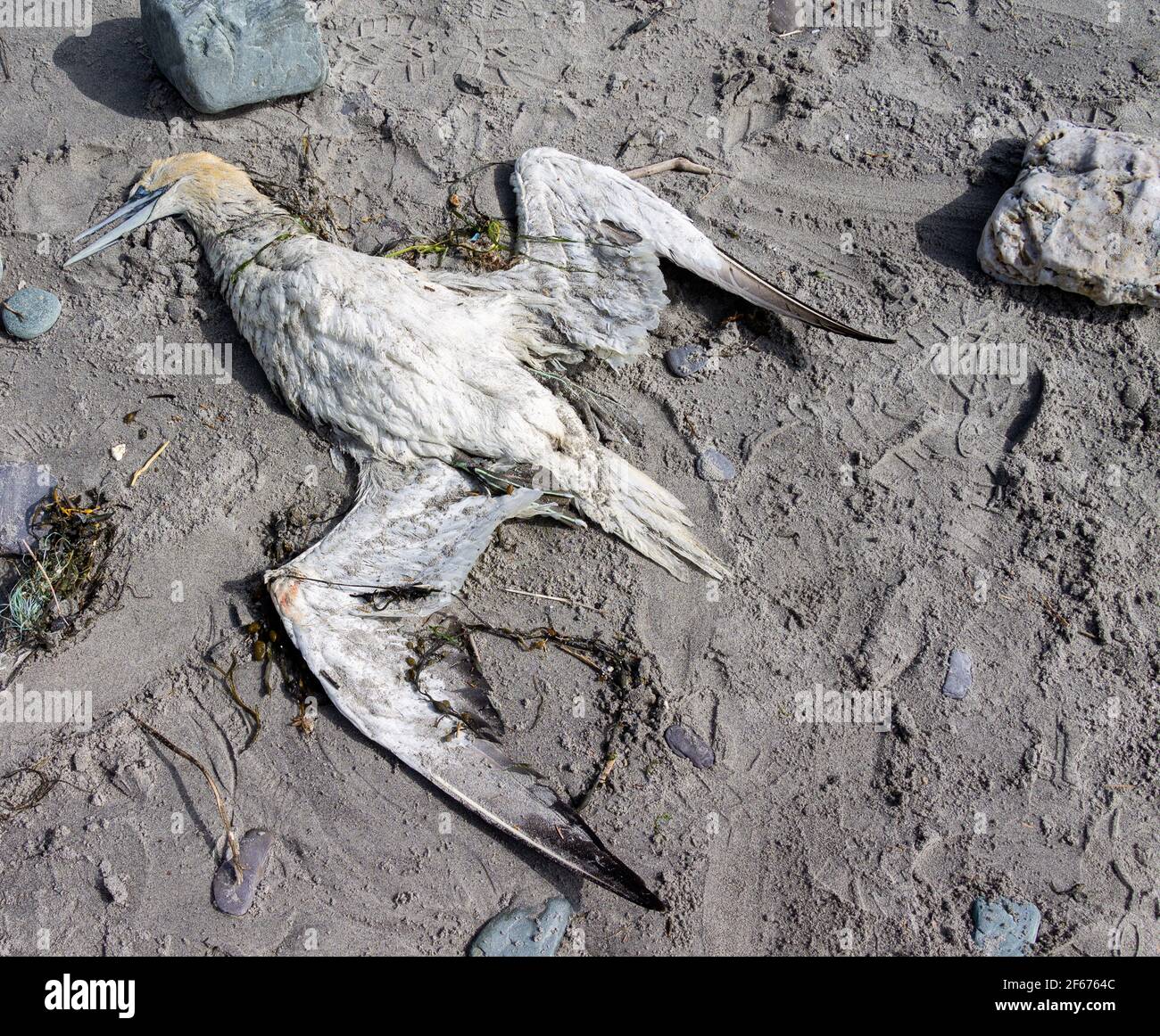 Morto Gannet Morus fagana sulla spiaggia Foto Stock