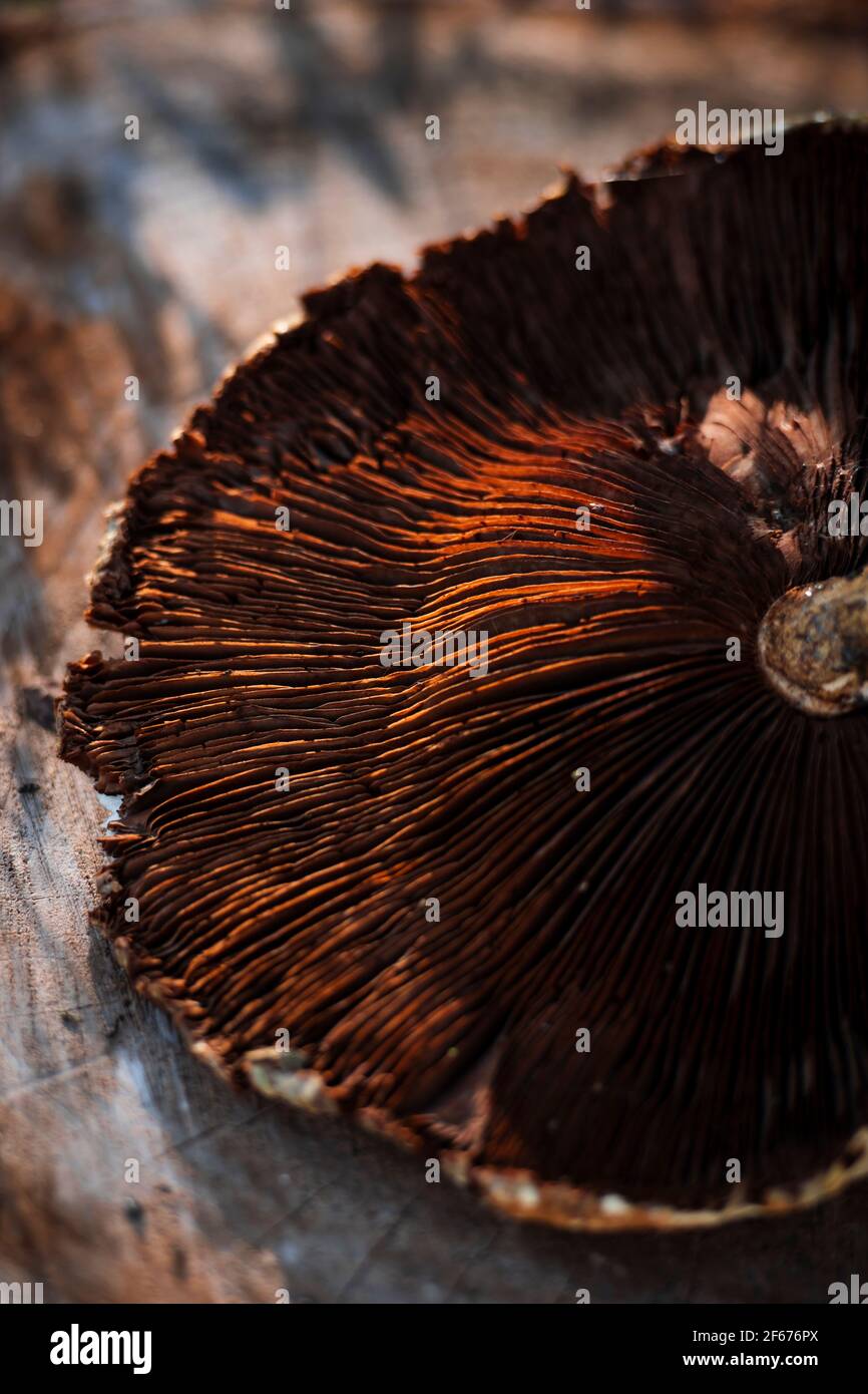 Primo piano foto della tessitura del cappello dei funghi Foto Stock