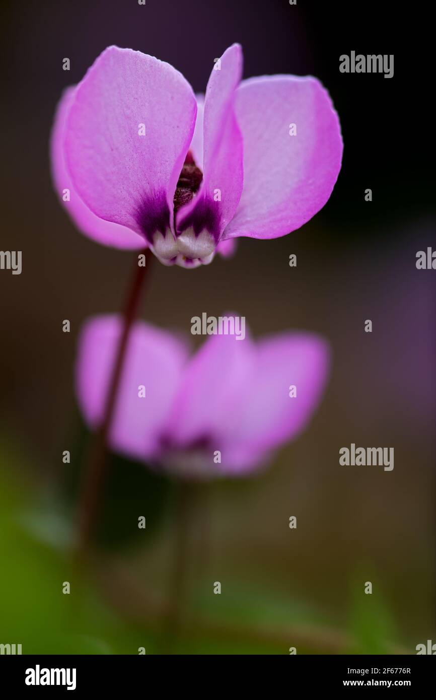 bellissimo ciclamino lilla in fiore su sfondo sfocato Foto Stock