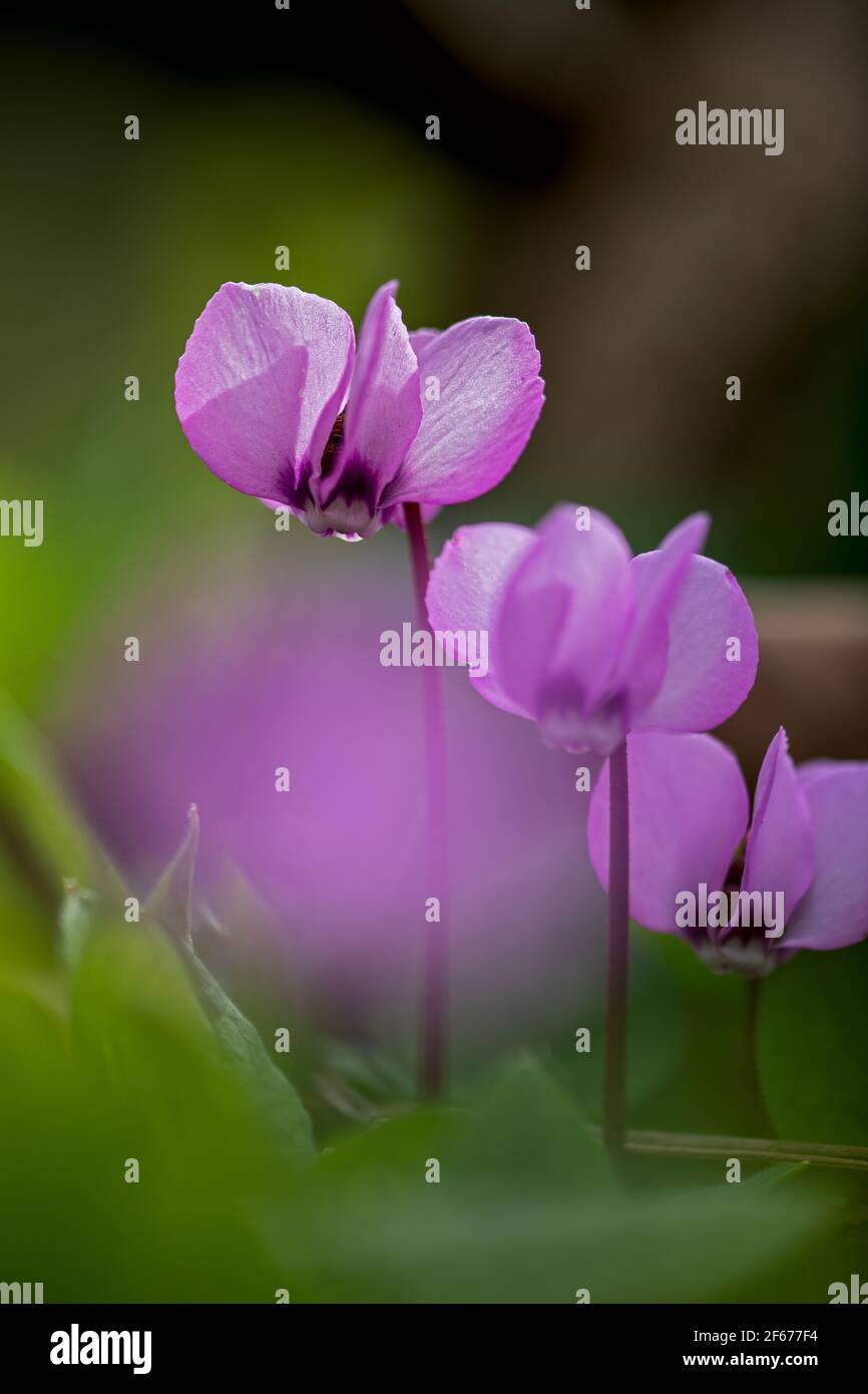 bellissimo ciclamino lilla in fiore su sfondo sfocato Foto Stock