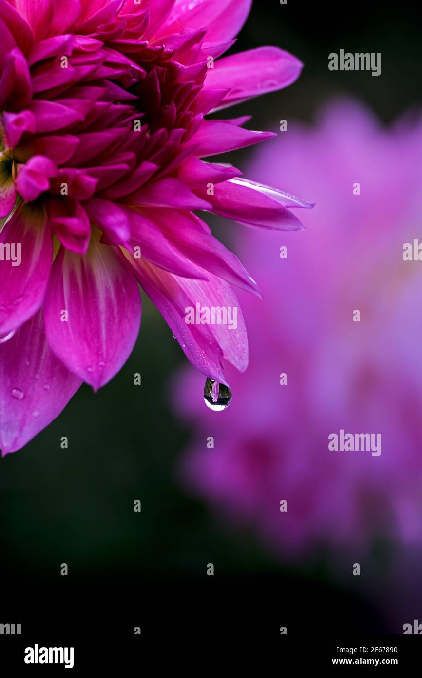 una goccia di rugiada singola su un crisantemo in fiore lilla Foto Stock