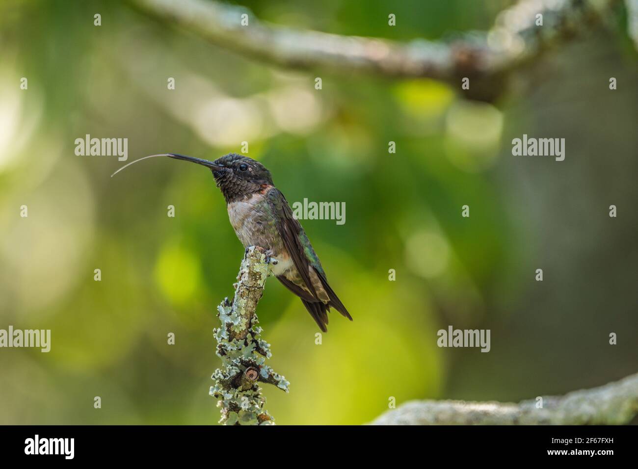 Un piccolo colibrì di colore rubino, arroccato su un lichen ramo coperto dell'albero che sporge dalla sua lunga lingua Foto Stock