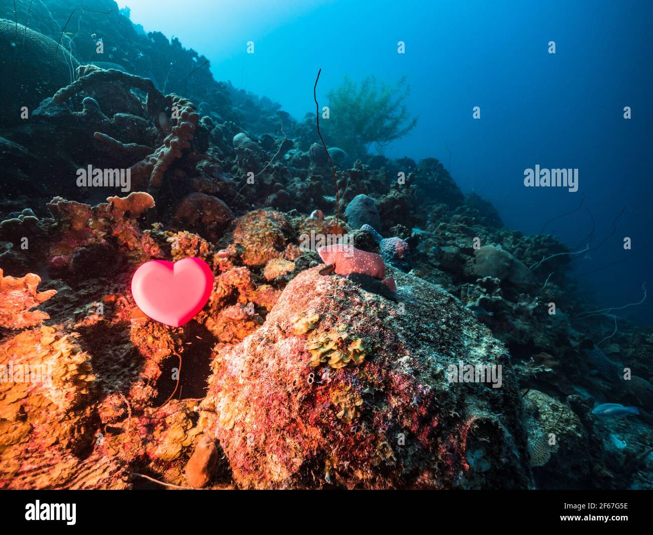 Mare con cuore rosso nella barriera corallina del Mar dei Caraibi, Curacao, San Valentino Foto Stock