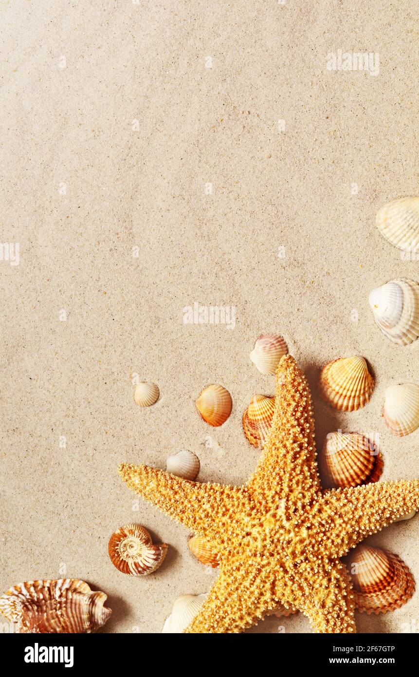 Stelle marine e conchiglie sulla spiaggia di sabbia. Sfondo estivo. Foto Stock