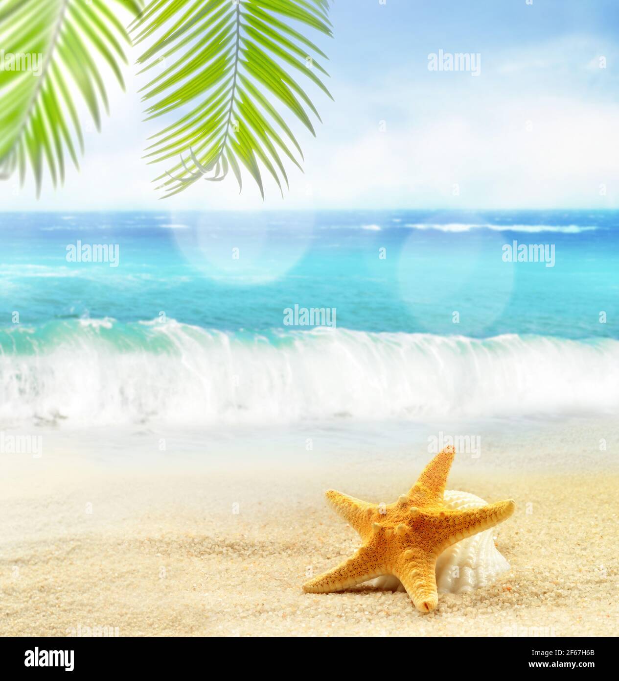 conchiglie, palme sulla spiaggia sabbiosa sullo sfondo dell'oceano. concetto estivo. Foto Stock