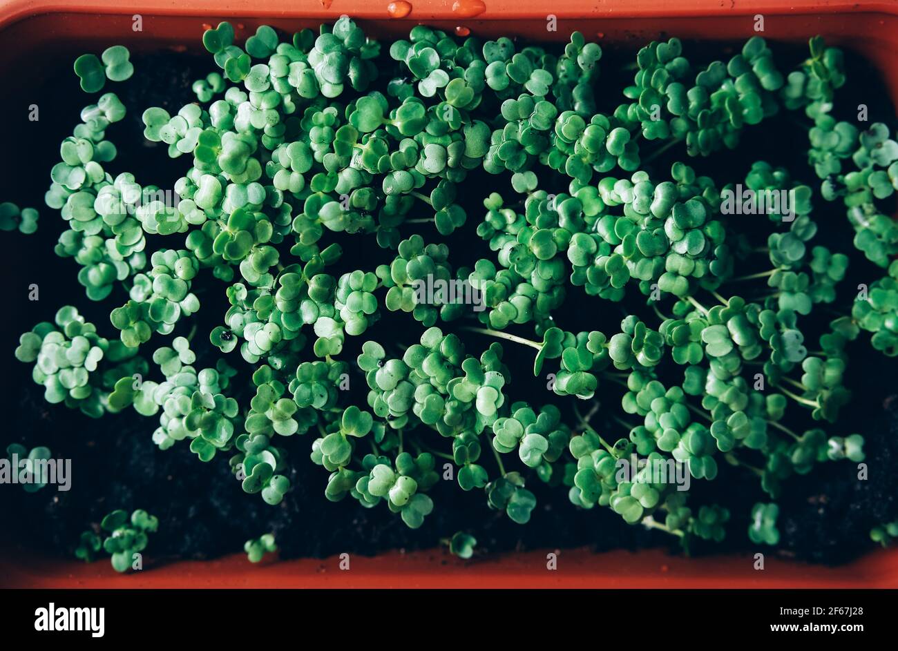 Vassoio di micrograni freschi verdi. Giardinaggio domestico. Foto Stock