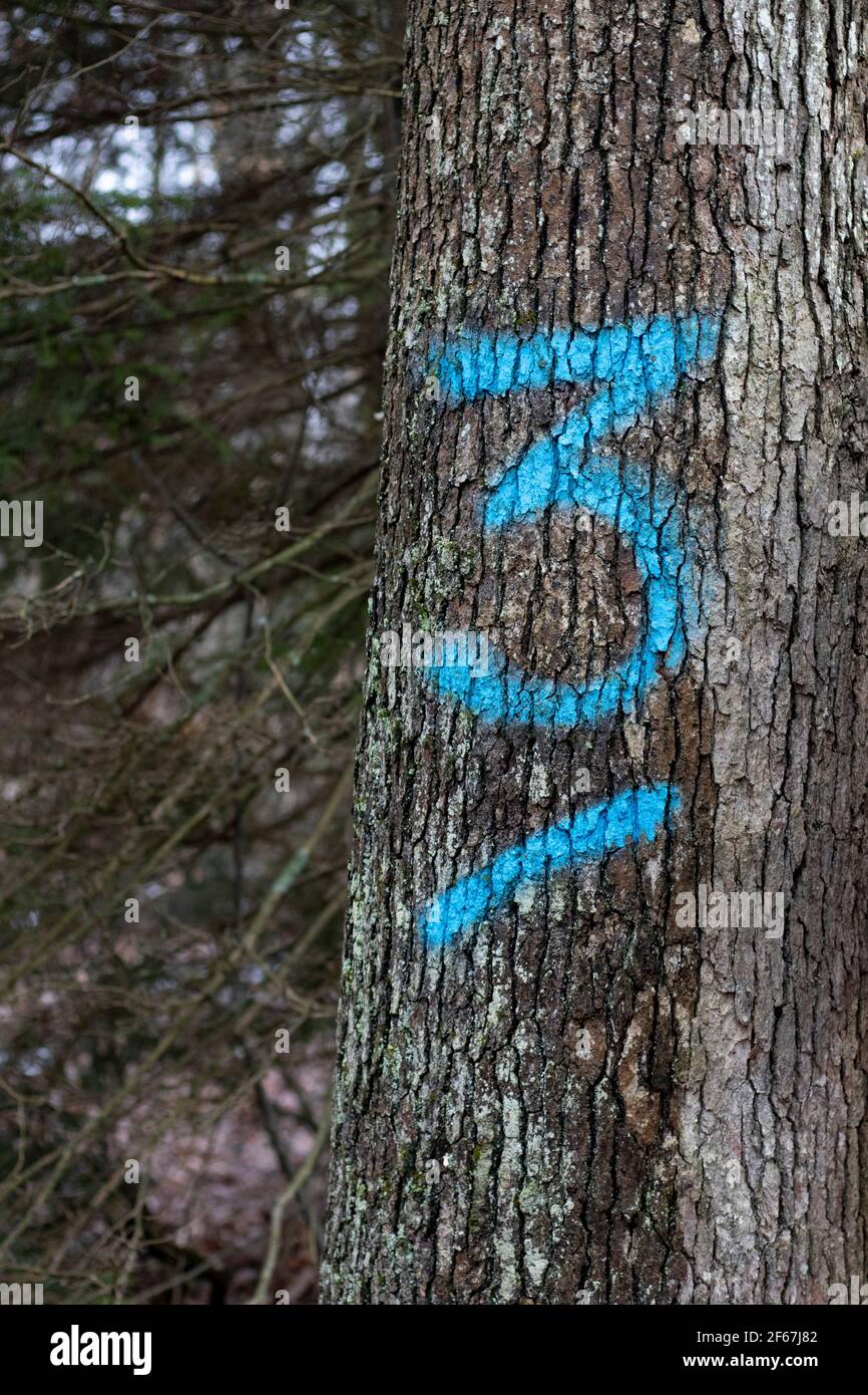 Spray dipinti numeri dipinti su alberi in Pennsylvania per il Industria del legno Foto Stock