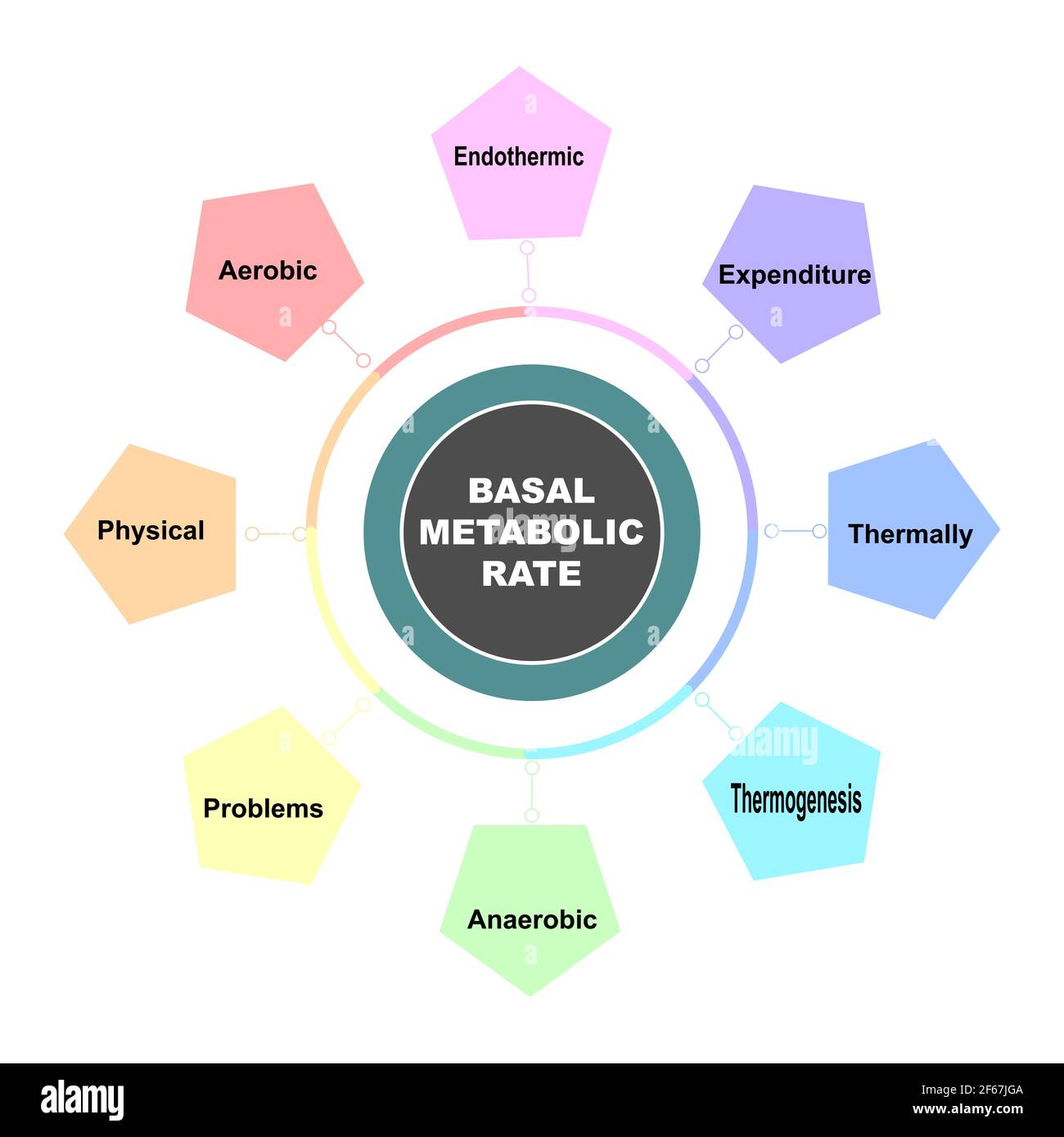Concetto di diagramma con testo e parole chiave del tasso metabolico basale. EPS 10 isolato su sfondo bianco Illustrazione Vettoriale