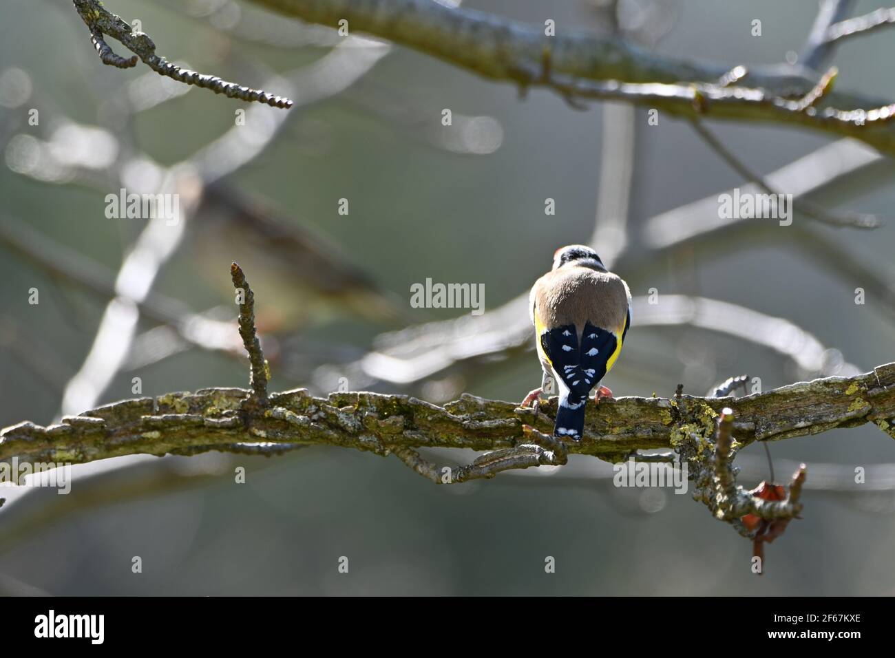 Goldfinch al sole seduto su un ramo Foto Stock