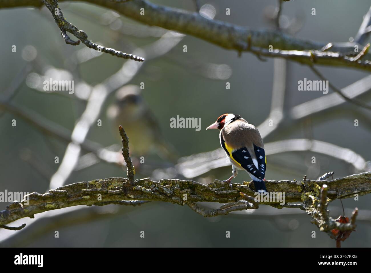Goldfinch al sole seduto su un ramo Foto Stock