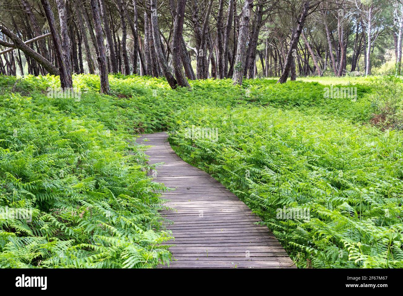 Sentiero in legno nella foresta per sentieri escursionistici Foto Stock