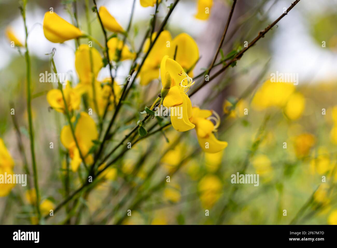 Il retama sphaerocarpa è un genere di cespugli fioriti della famiglia delle legume, Fabaceae con fiori gialli. Appartiene alla tribù delle ginocchie, Genisteae. Foto Stock