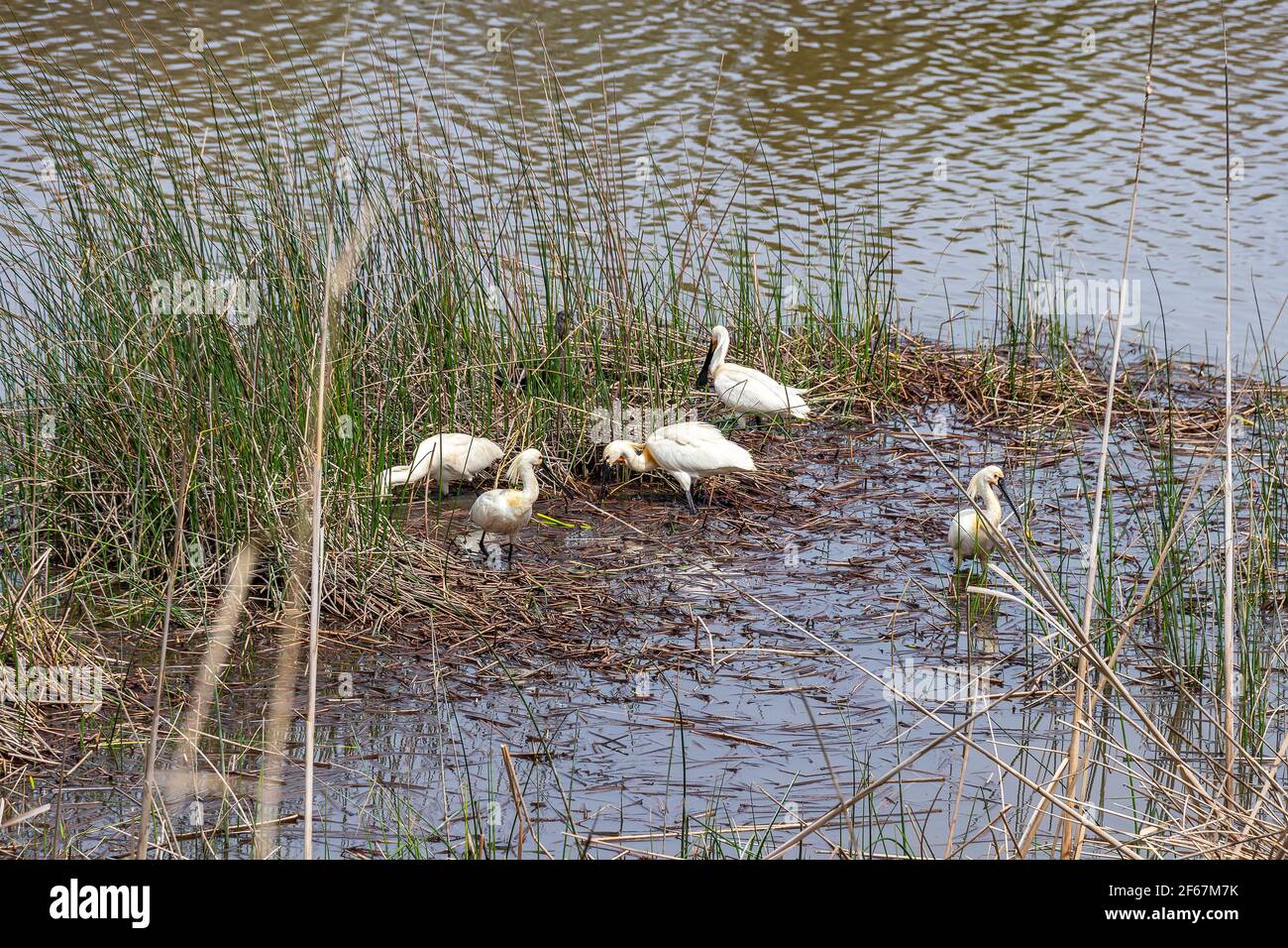 Spatola eurasiatica (Platalea leucorodia) Nutrirsi alle paludi del Parco Nazionale di Doñana Foto Stock