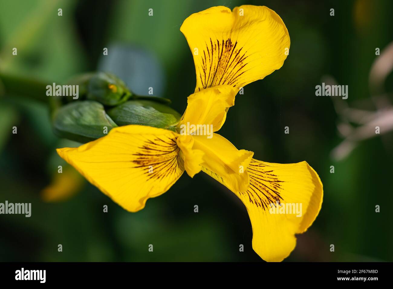 Acqua gialla Iris flower (Iris Pseudacorus). Iris pseudacorus o giglio giallo, è una specie perenne della famiglia delle Iridaceae. È nativo di Eurasia. Foto Stock