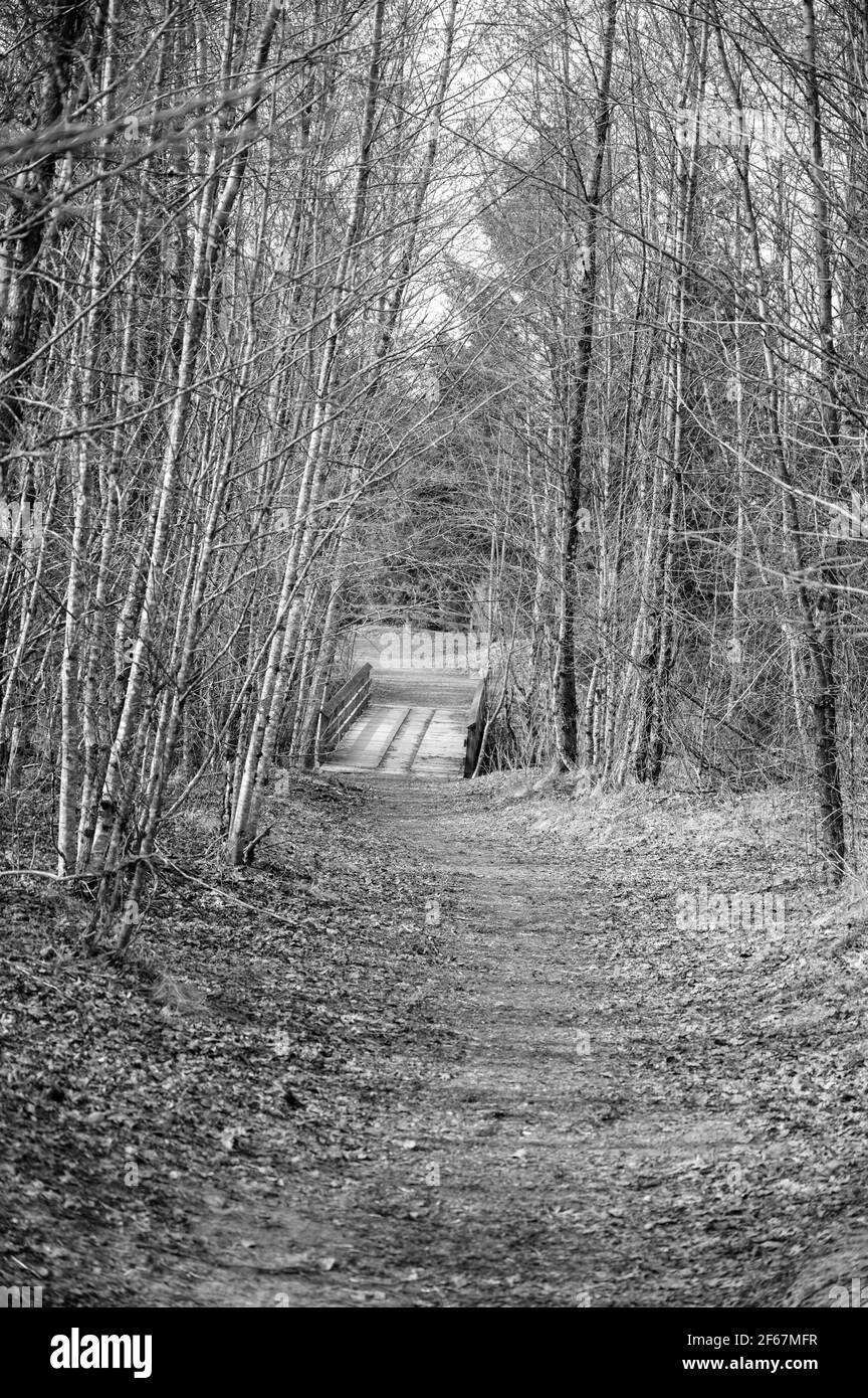 Un percorso forestale in una giornata invernale frizzante. Immagine panoramica in bianco e nero. Foto Stock