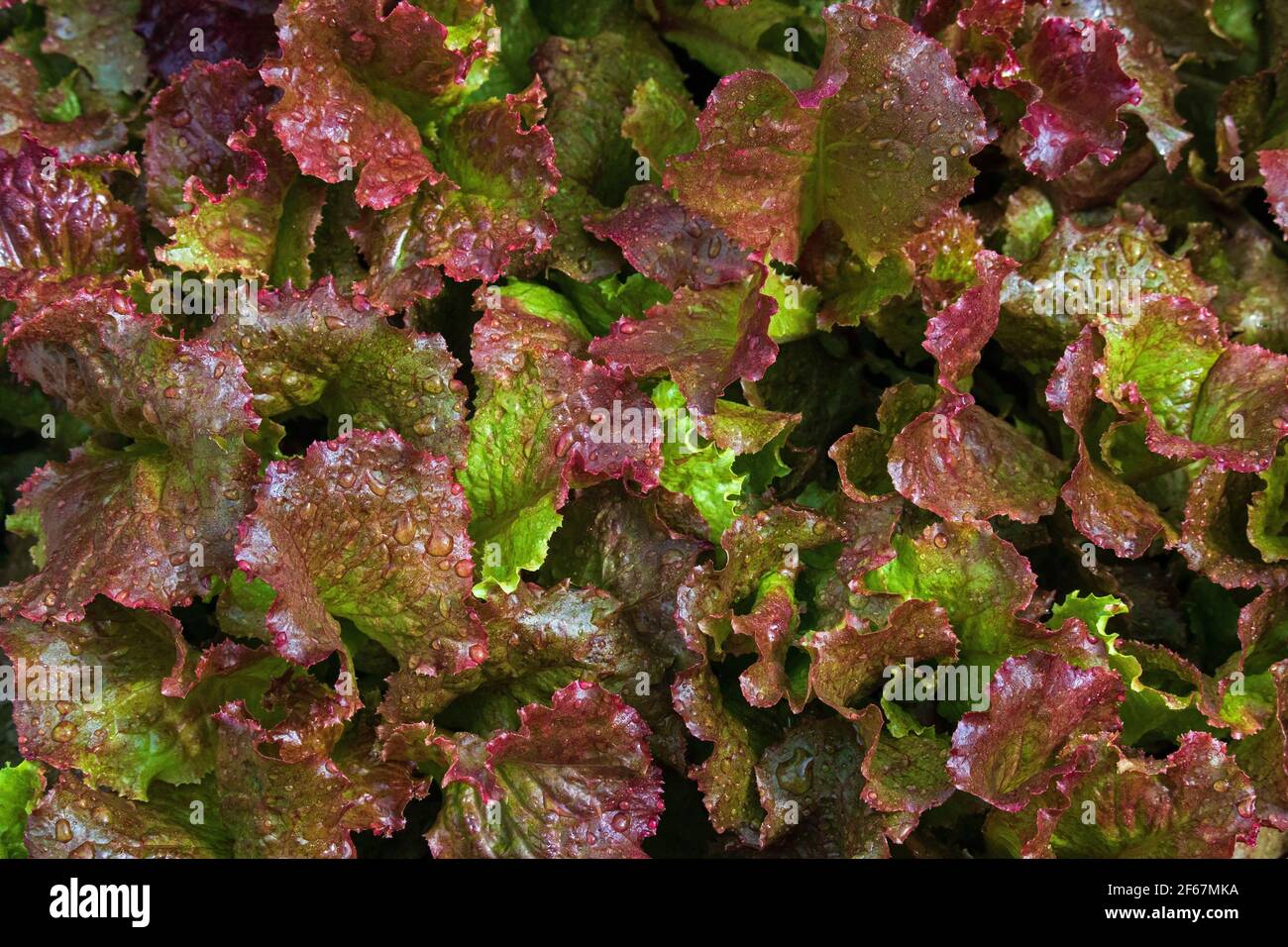 Red Sails Lattuce è preferito di molti giardinieri domestici. Si dice che contenga più vitamine A e C che lattuga del negozio di alimentari. Foto Stock