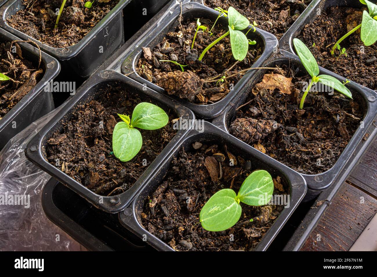 piantine di cetrioli con grandi foglie germinali in vasi di plastica con una miscela di terreno di humus, un suolo nero e torba in una stanza calda in attesa o Foto Stock