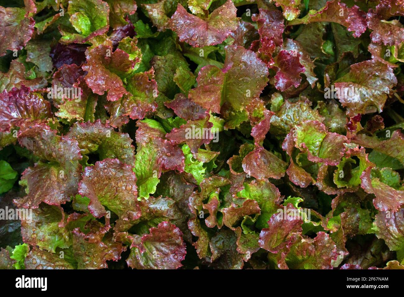 Red Sails Lattuce è preferito di molti giardinieri domestici. Si dice che contenga più vitamine A e C che lattuga del negozio di alimentari. Foto Stock