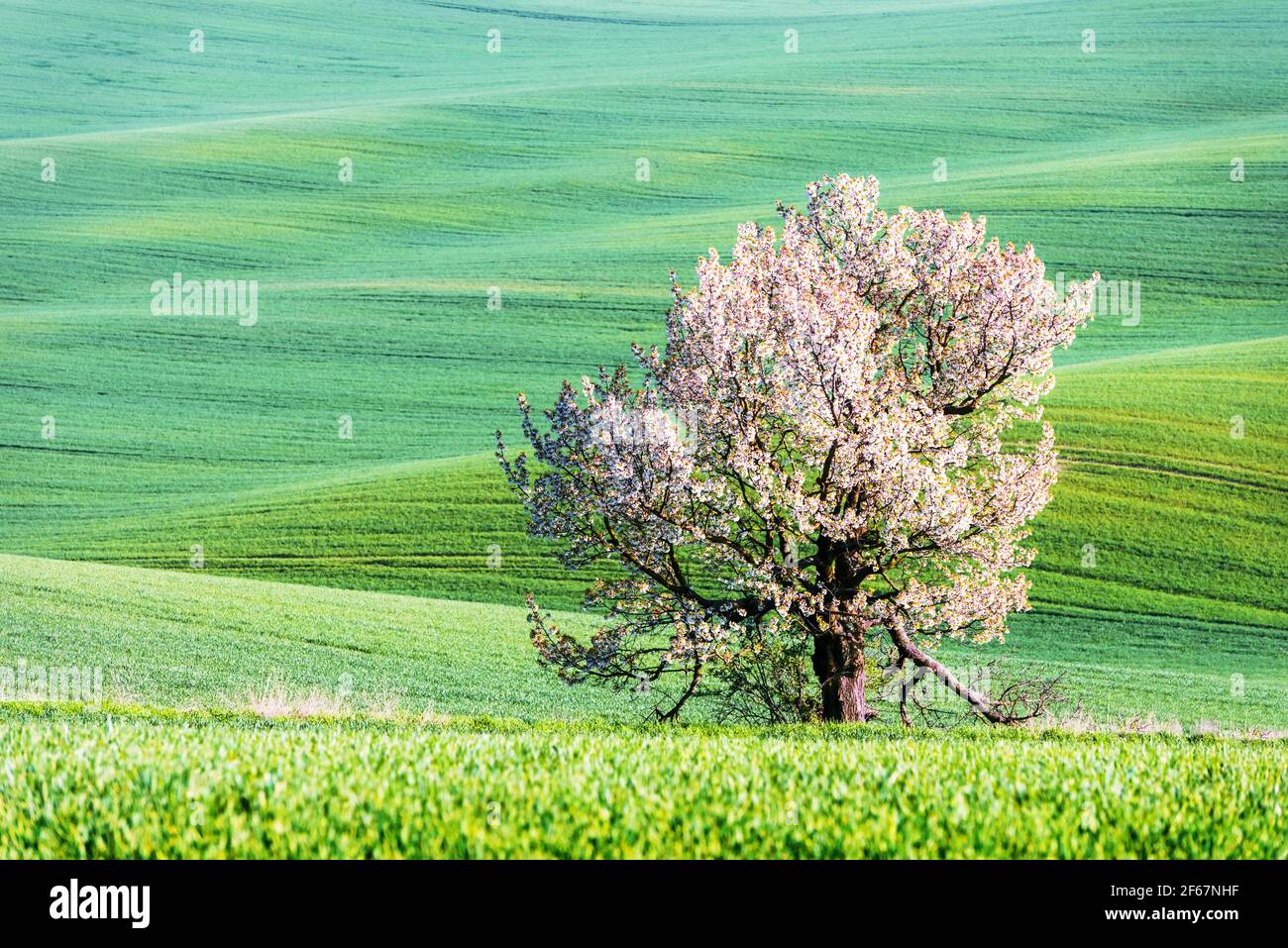 Paesaggio rurale con campo e albero Foto Stock Paesaggio rurale con campo e albero Foto Stock