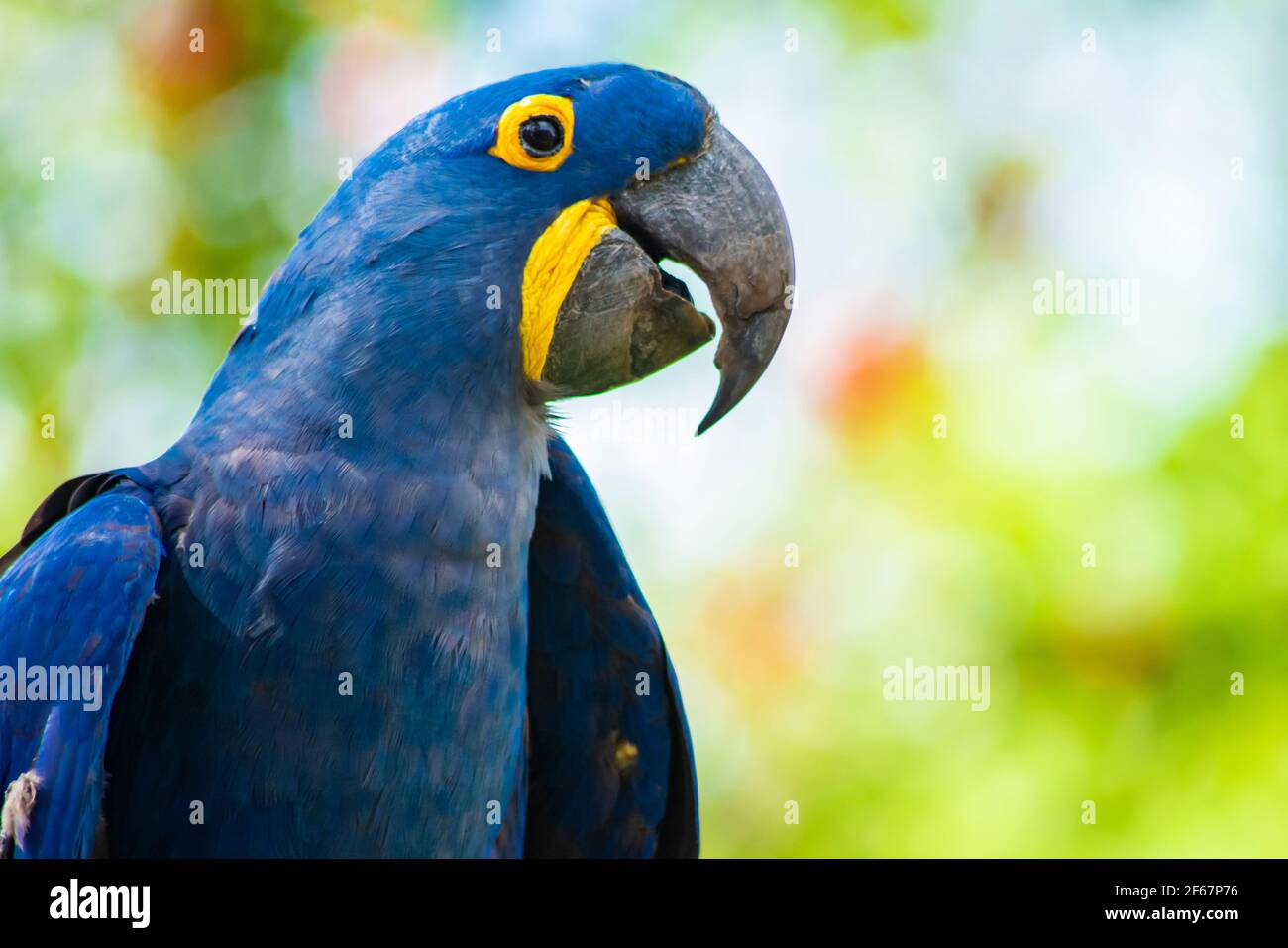 primo piano del macaw di giacinto blu Foto Stock