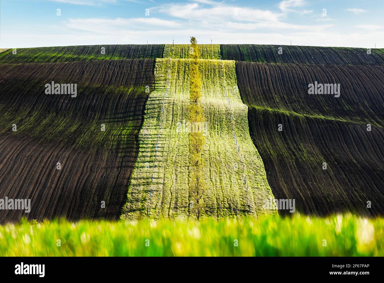 Onde verdi e marroni dei campi agricoli Foto Stock