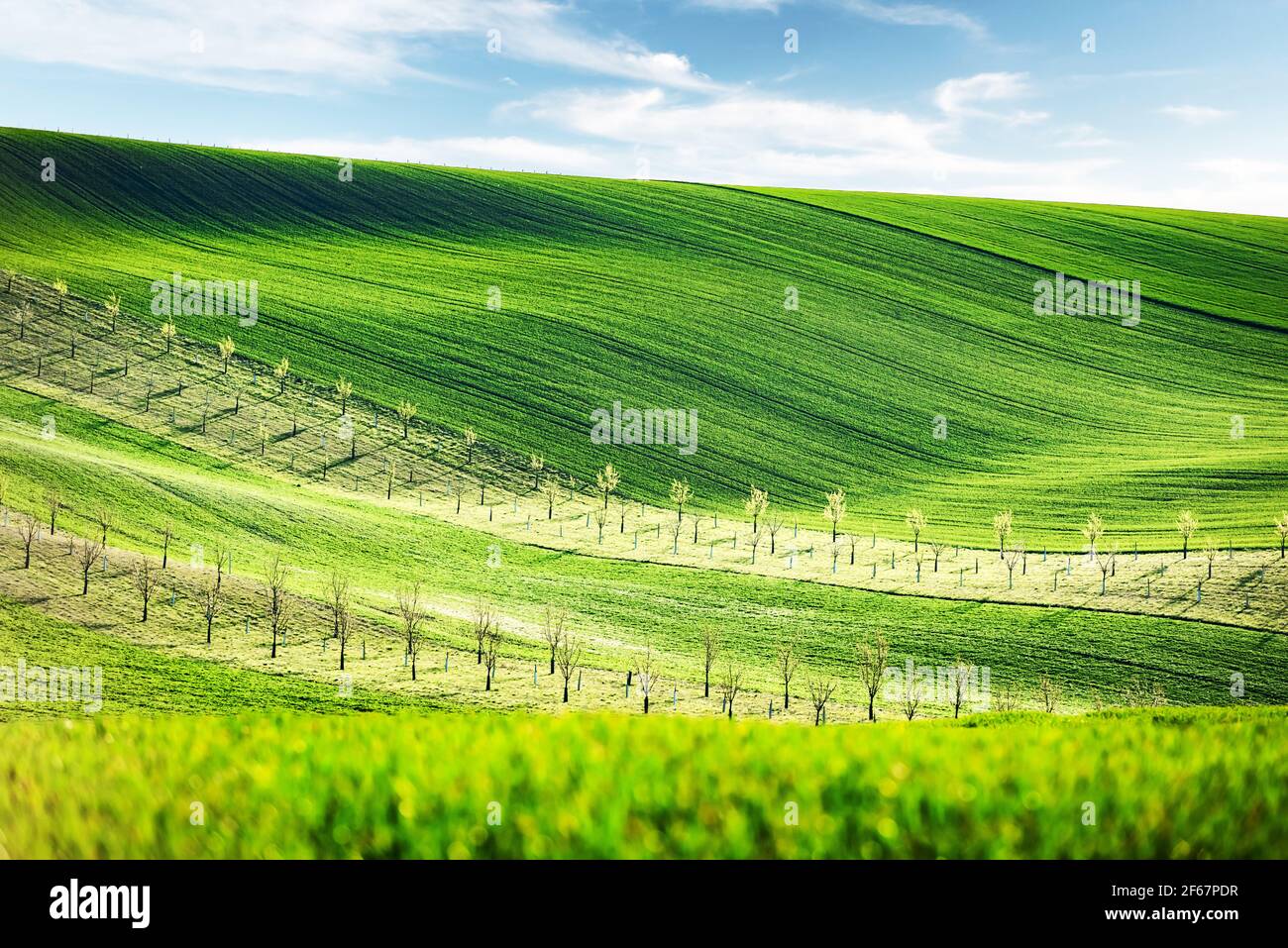 Paesaggio rurale di primavera con colline colorate a strisce con alberi Foto Stock