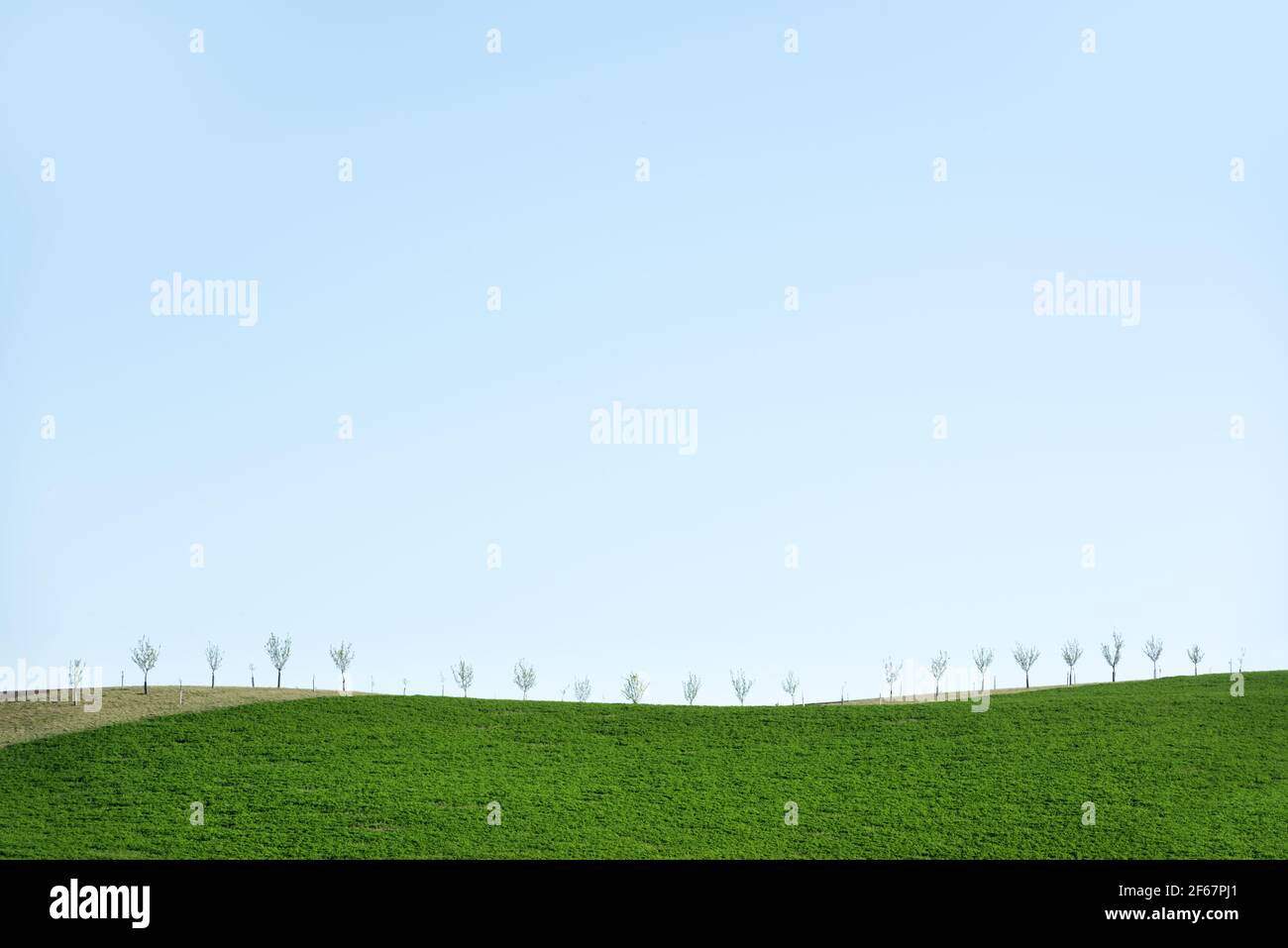 Paesaggio rurale minimo primavera con collina verde e alberi giovani Foto Stock