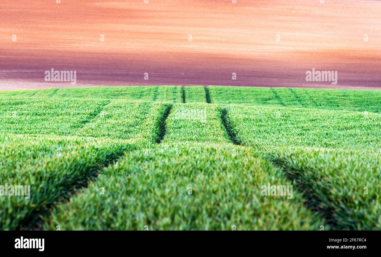 Strada in campo agricolo di grano verde Foto Stock