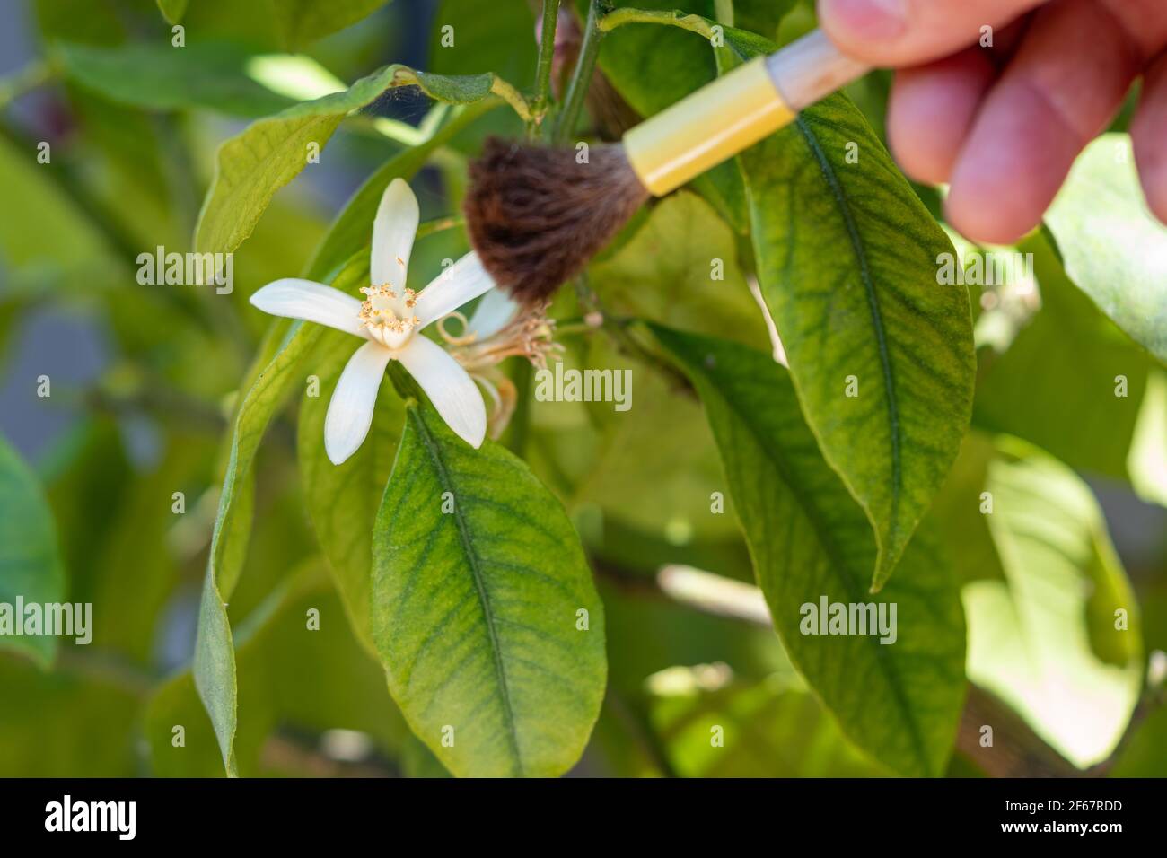 Impollinazione artificiale di fiori d'arancio con pennello. Il giardino serra ha bisogno di assistenza artificiale per aumentare la produttività. Mano con spazzola. Foto Stock