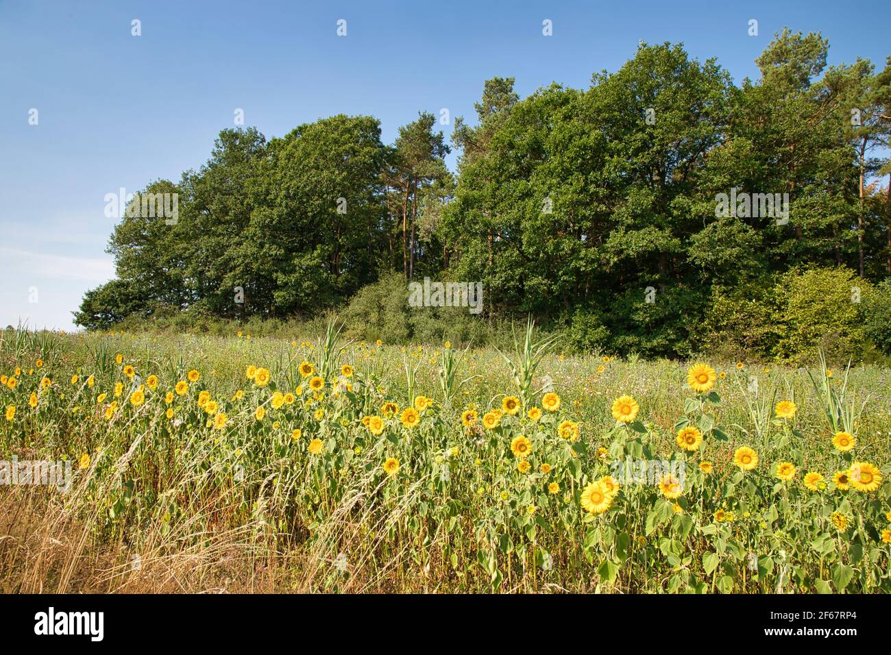 Campo di girasoli e alberi vicino Hümmel in Renania-Palatinato, Germania Foto Stock