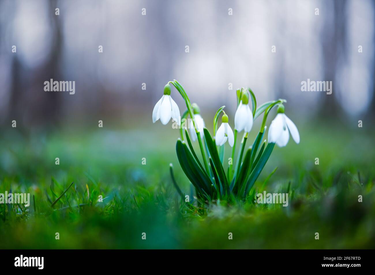 Snowdrop fiore sul prato di primavera Foto Stock