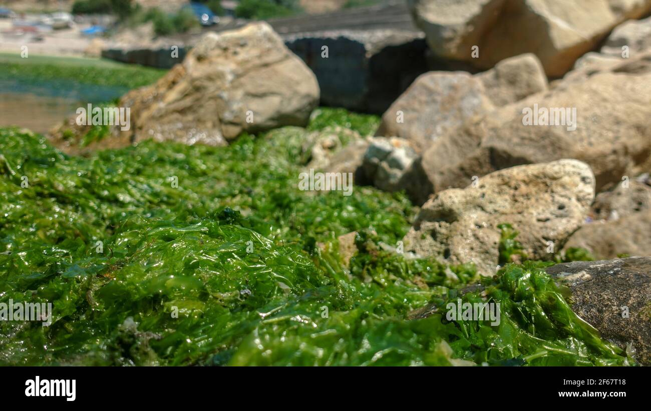 Insetti di acqua salata che si nutrono di alghe di mare verdi. Macro shot con messa a fuoco selettiva e profondità di campo ridotta. Primo piano di rocce e di mare sulla spiaggia. Foto Stock