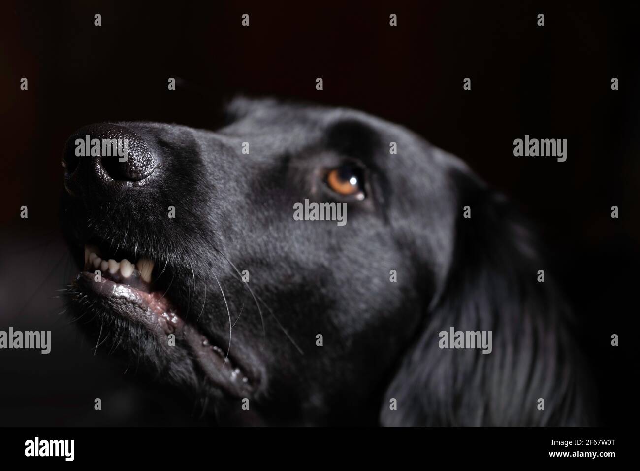 Testa di un dispositivo di recupero Flatcoated rivolto verso l'alto, il labbro superiore è leggermente rimboccato in modo che i denti siano visibili, contro uno sfondo nero Foto Stock